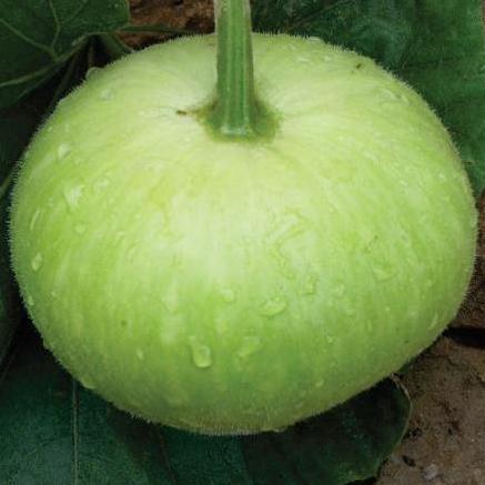 Omaxe Bottle Gourd F1 Hybrid Round seeds