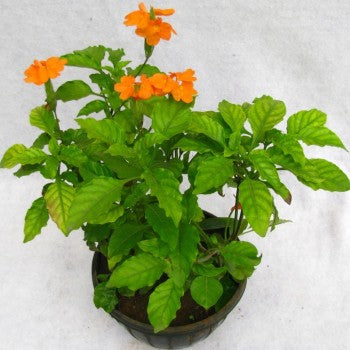 Aboli Plant - Firecracker Flower, Crossandra Infundibuliformis