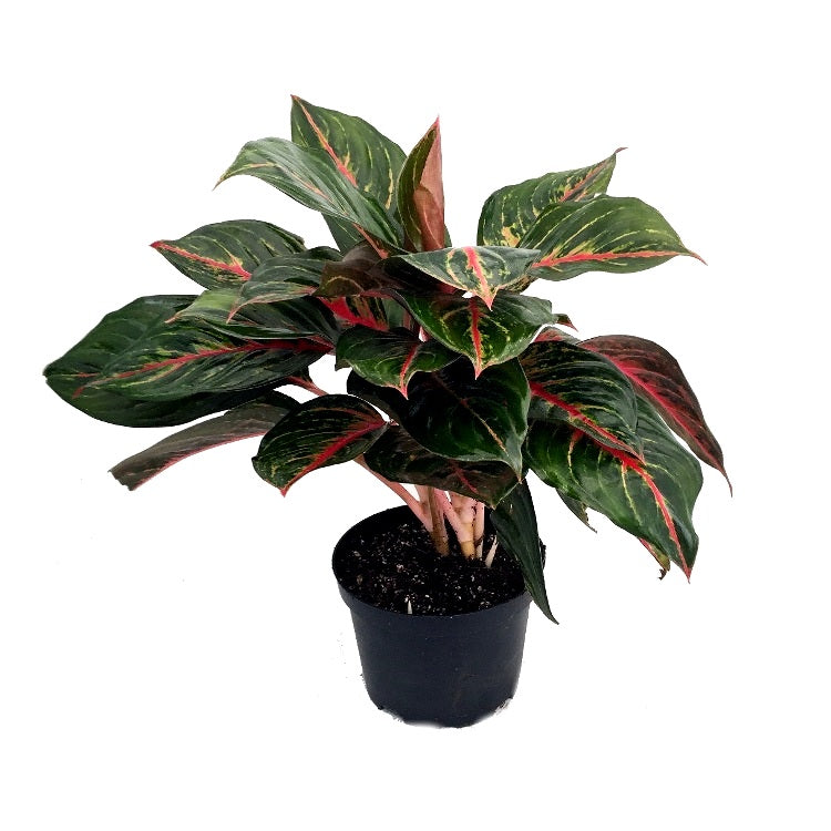 Aglaonema Red Emrald - Chinese Evergreen