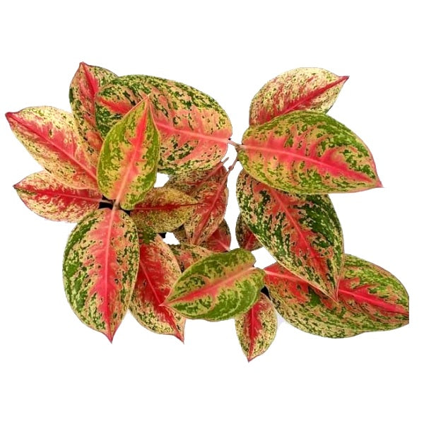 Aglaonema Red Impressa Plant - Chinese Evergreen