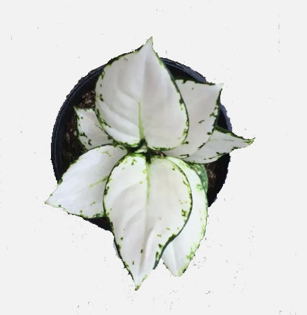 Aglaonema Super White - Chinese Evergreen