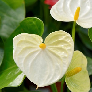 Anthurium White - Flamingo Flower, Laceleaf, Tailflower Plant