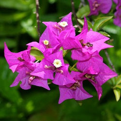 Bougainvillea Pink Plant