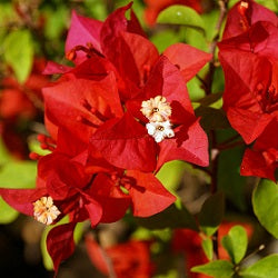 Bougainvillea Red Plant