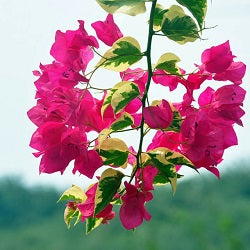 Bougainvillea Variegated Plant