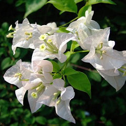 Bougainvillea White Plant