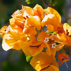 Bougainvillea Yellow