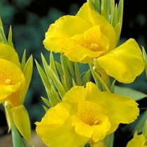 Water Canna Yellow Plant