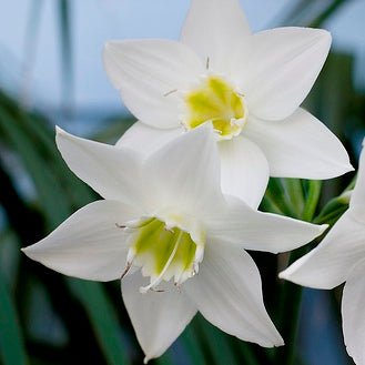 Eucharis Lily Plant, Amazon lily plant