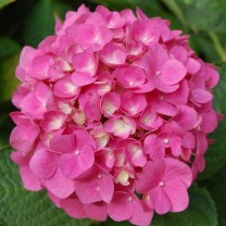 Hydrangea Pink flower live plant with plastic pot