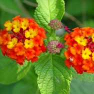 Lantana Red Plant