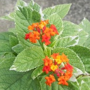 Lantana Variegated Red