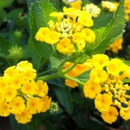 Lantana Yellow Plant