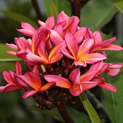 Plumeria Pink Mix - Champa, Frangipani