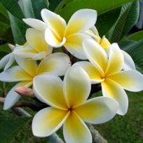 Plumeria Yellow - Champa, Frangipani