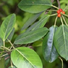 Banyan Tree - Ficus Benghalensis, Wadh, Bargad Tree