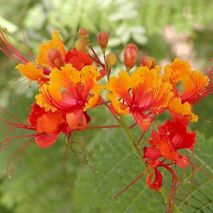 Caesalpinia Red Plant - Sankasur