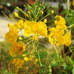 Caesalpinia Yellow - Caesalpinia Pulcherrima, Sankasur, Red Bird of paradise, Dwarf Poinciana