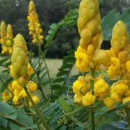 Cassia Alata - Senna Alata