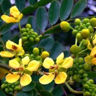 Cassia Siamea - Senna Siamea