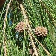 Casuarina Pine - Wind Tree, Shuru