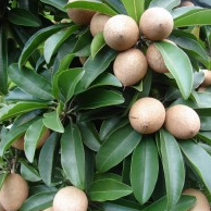 Chikoo, Chiku, Sapota (Grafted) Fruit Plant