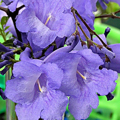 Jacaranta Plant - Neelmohar