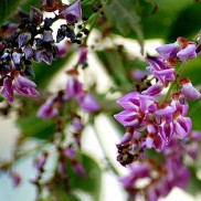 Moulmien Rosewood Plant