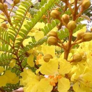 Peltophorum (Peela Gulmohar) Plant