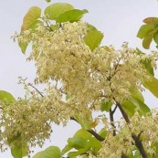 Shorea Robusta - Sal Tree