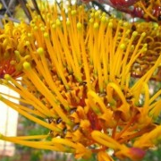 Silver Oak - Grevillea robusta