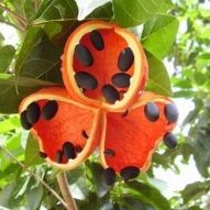 Niranjan Phal (Sterculia Lychnophora) plant