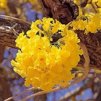 Tabebuia Argentea Plant