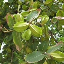 Terminalia Arjuna Plant