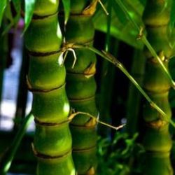 Buddha Belly Bamboo Plant - Bambusa Ventricosa