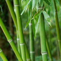 Dendrocalamus - Bamboo Plant