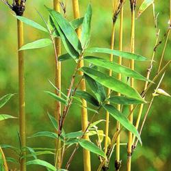 Golden Bamboo Plant