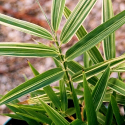 Variegated Bamboo