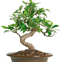 Ficus S Shape - 5 years