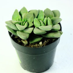 Crassula Mesembryanthemopsis