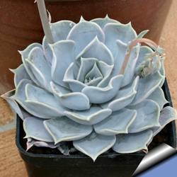 Echeveria Daldia