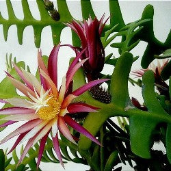 Fishbone cactus - Zig-Zag Cactus, Cryptocereus Anthonyanus