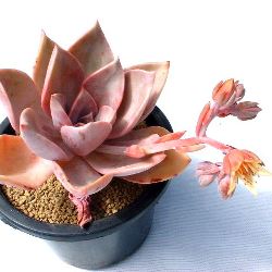 Graptoveria Douglas