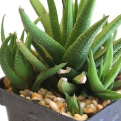 Haworthia Glabrata succulent