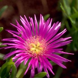 Lampranthus