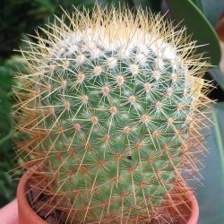 Pincushion Cactus