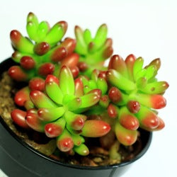 Sedum Rubrotinctum Succulent Plant