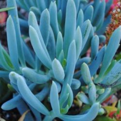 Senecio Vitalis Blue