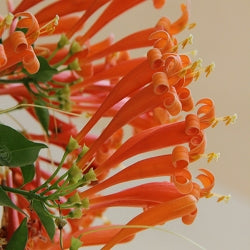 Sankrant Vel - Pyrostegia Venusta, Flame Vine, Venusta Creeper