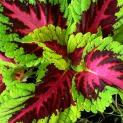 Coleus Kong Red Plant